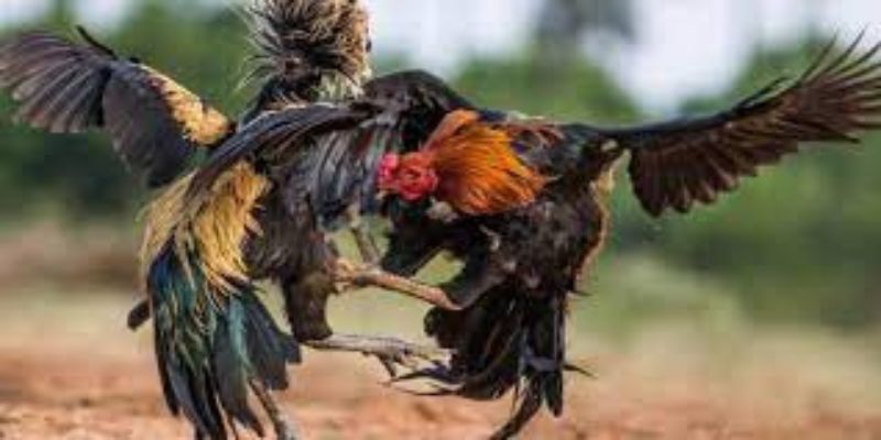 Cần chọn đúng tỷ lệ cược đá gà GO88