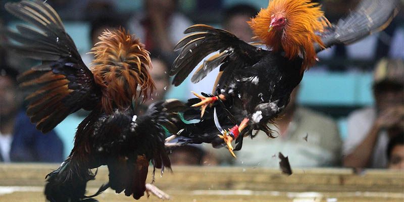 Chiến lược cược đá gà bất bại