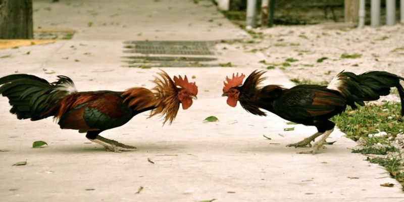 Theo dõi cần điều chỉnh