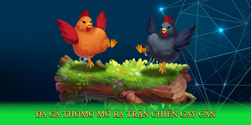 Đá gà Thomo mở ra trận chiến gay cấn