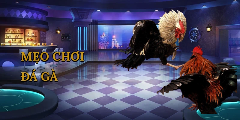 meo-choi-da-ga-1