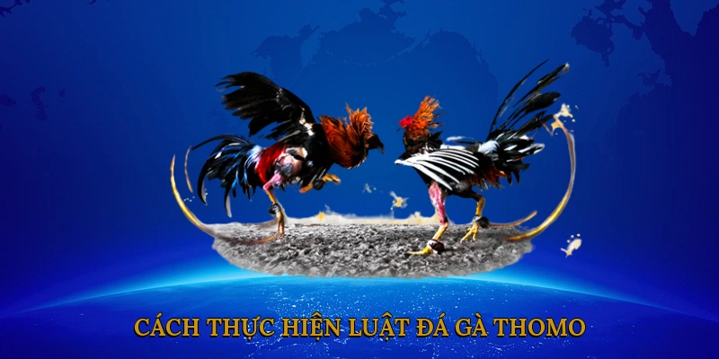 Cách Thực Hiện Luật Đá Gà Thomo