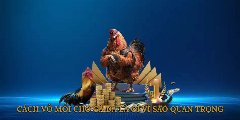 Cách vô mồi cho gà đá là gì? Vì sao quan trọng?