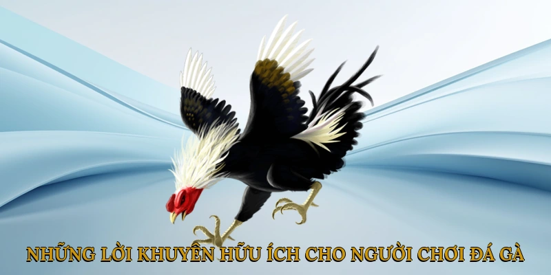 Những Lời Khuyên Hữu Ích Cho Người Chơi Đá Gà