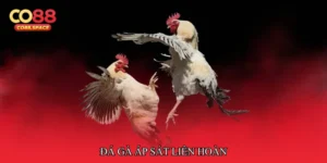 Đá gà áp sát liên hoàn