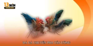 đá gà chuyển pha tấn công