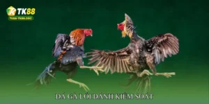 Đá gà lối đánh kiểm soát
