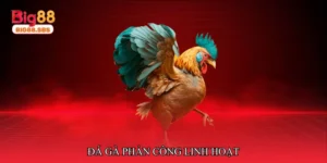 Đá gà phản công linh hoạt
