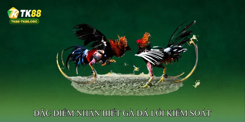 Đặc điểm nhận biết gà đá lối kiểm soát